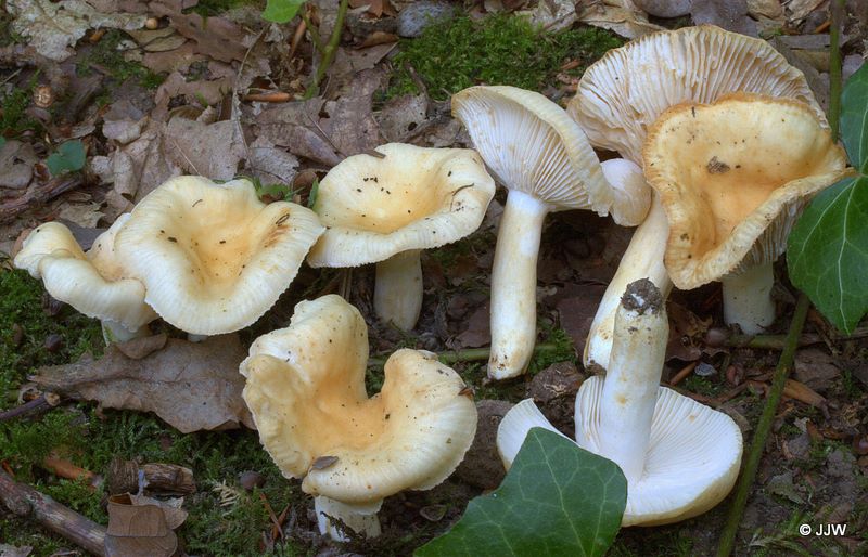 Russula farinipes